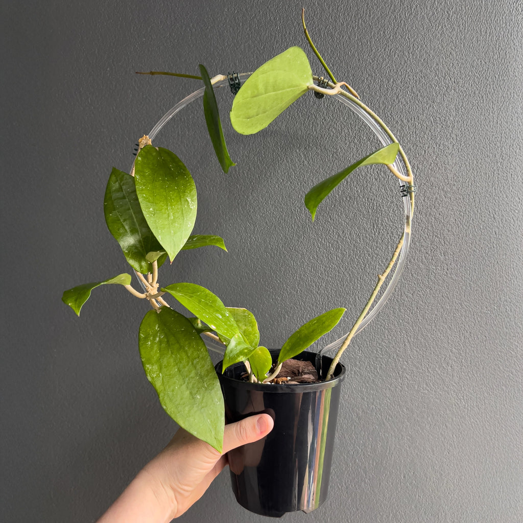 Hand holding a Hoya cinnamomifolia showing large elongated leaves with bold raised veining and a smooth deep green surface.