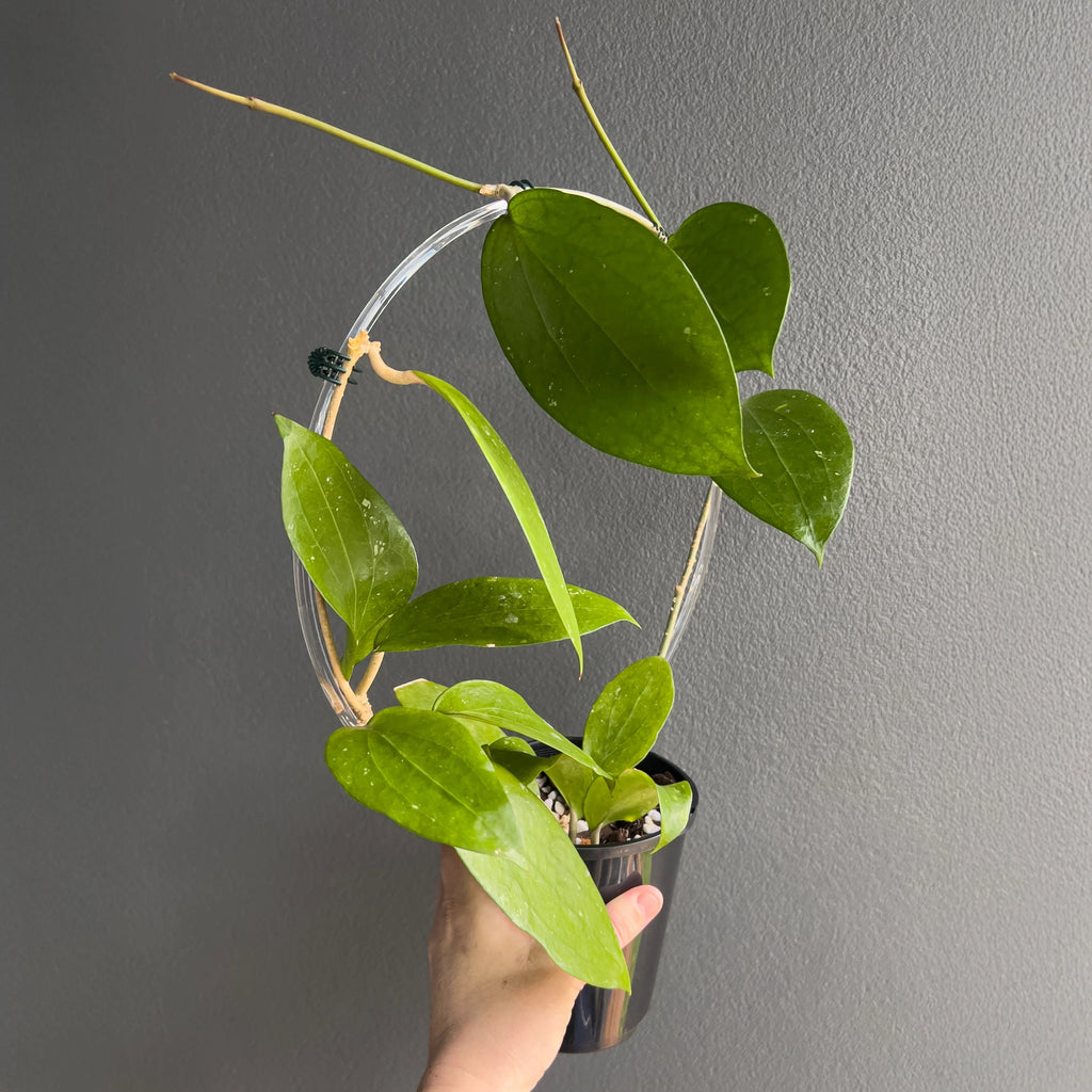 Hoya cinnamomifolia in a black nursery pot with upright sturdy vines and broad glossy foliage set against a neutral background.