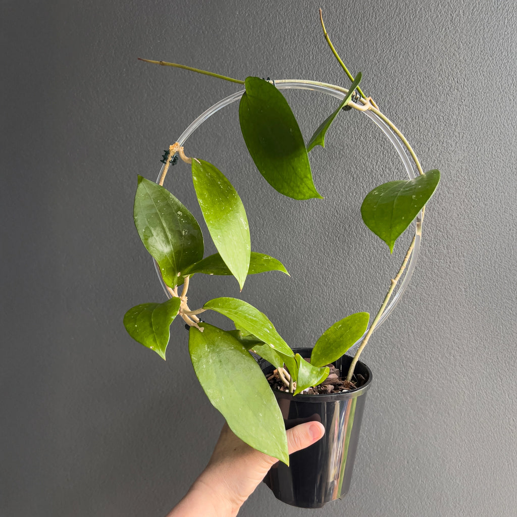 Hand holding a Hoya cinnamomifolia showing the heavy leaf structure, distinct parallel veins and rich forest green tone.
