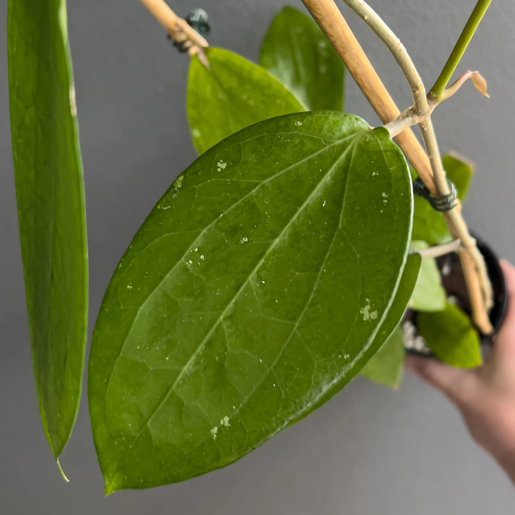 Cluster of Hoya cinnamomifolia leaves in hand with wide tapering shapes, firm texture and clean veining under natural light.