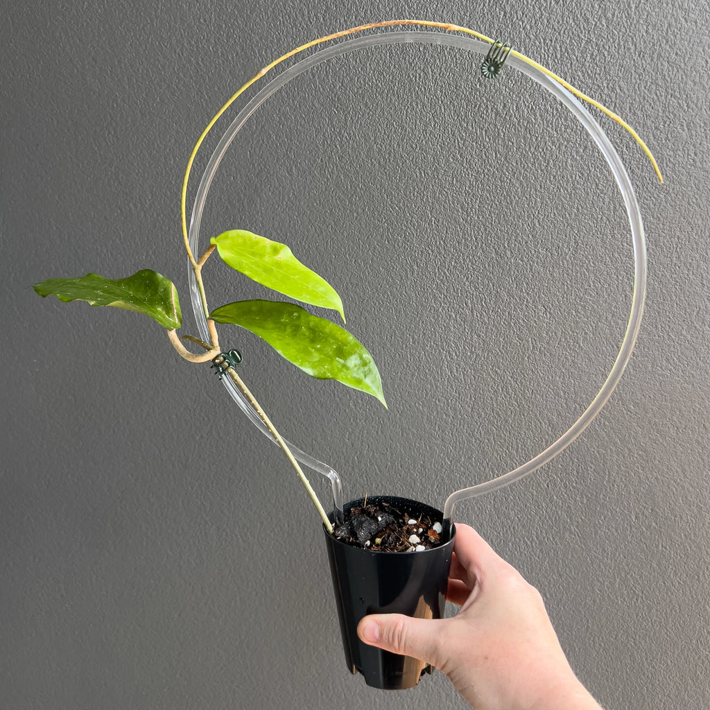 Hand holding a Hoya cinnamomifolia showing the large bold leaves with strong ribbing and smooth edges.