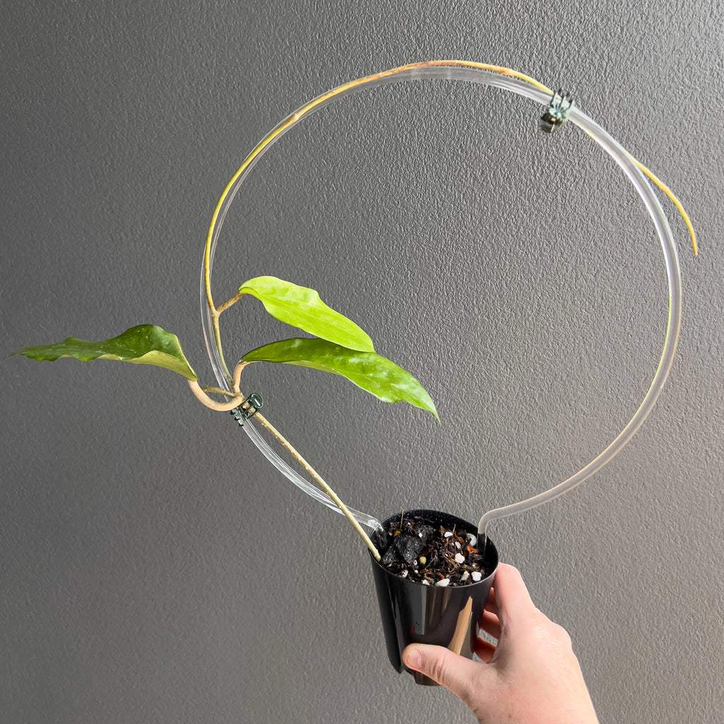 Hoya cinnamomifolia held close to the camera showing the pronounced venation and thick glossy foliage.