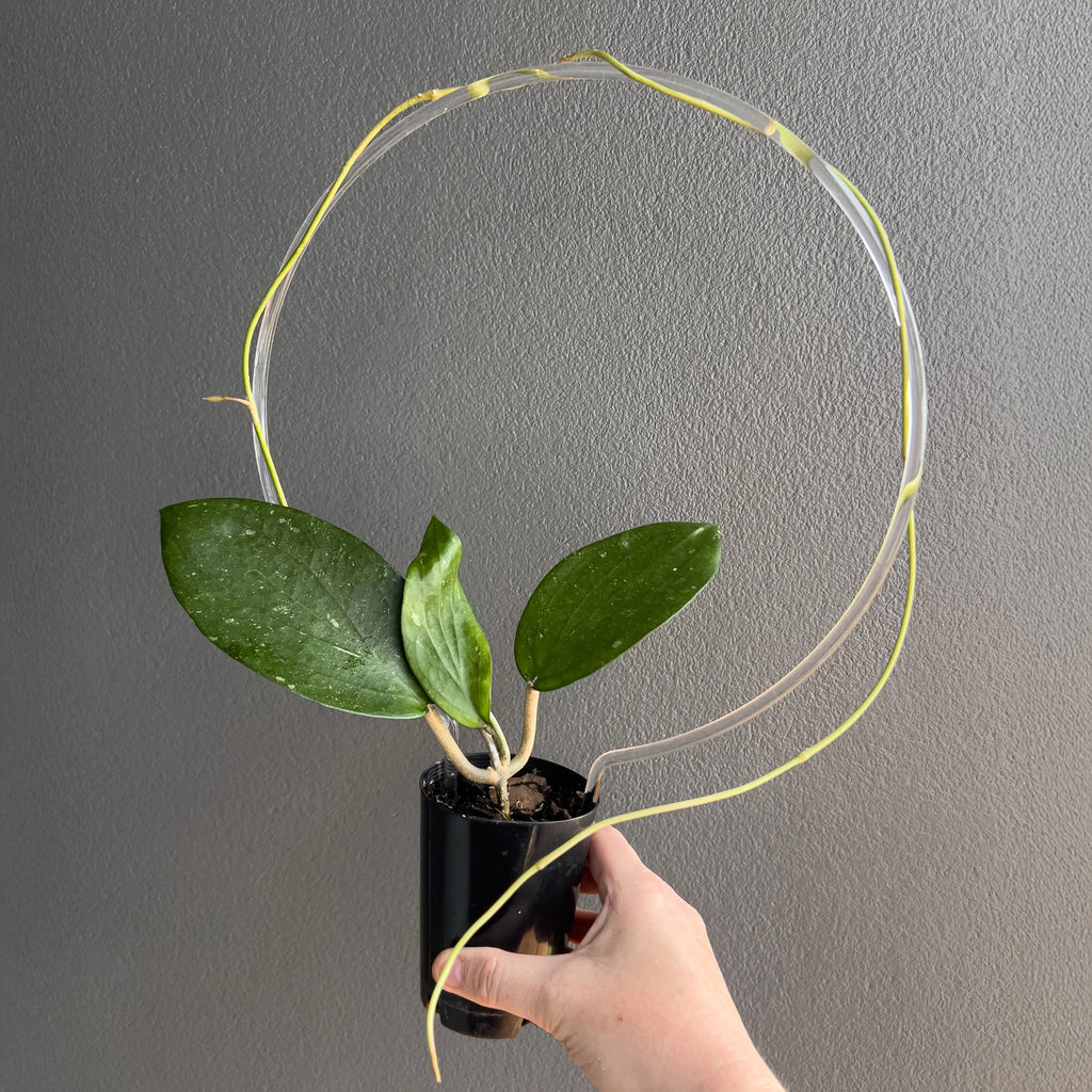 Hand holding a Hoya cinnamomifolia showing its wide lanceolate leaves and strong structural veins catching soft light.