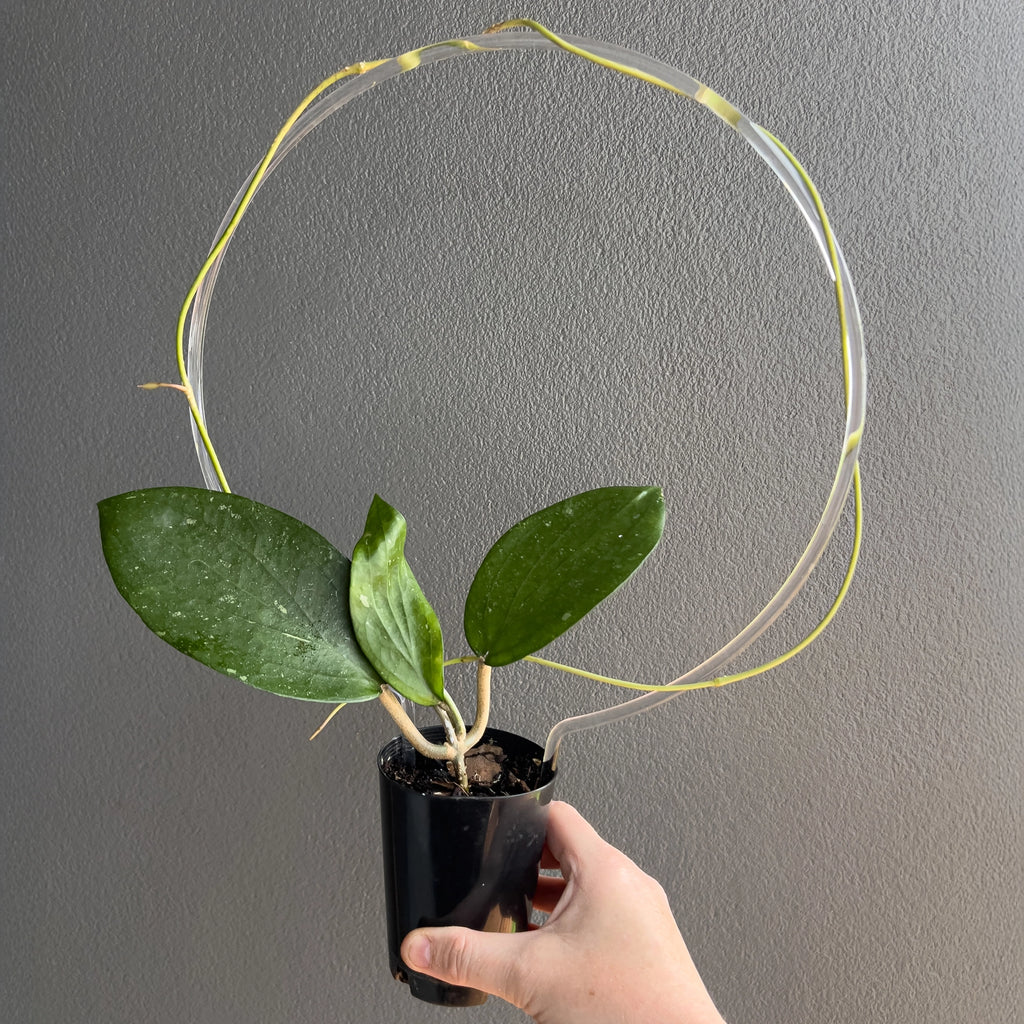 Hoya cinnamomifolia in a black nursery pot with tall vines and large glossy foliage arranged in a tidy upright habit.