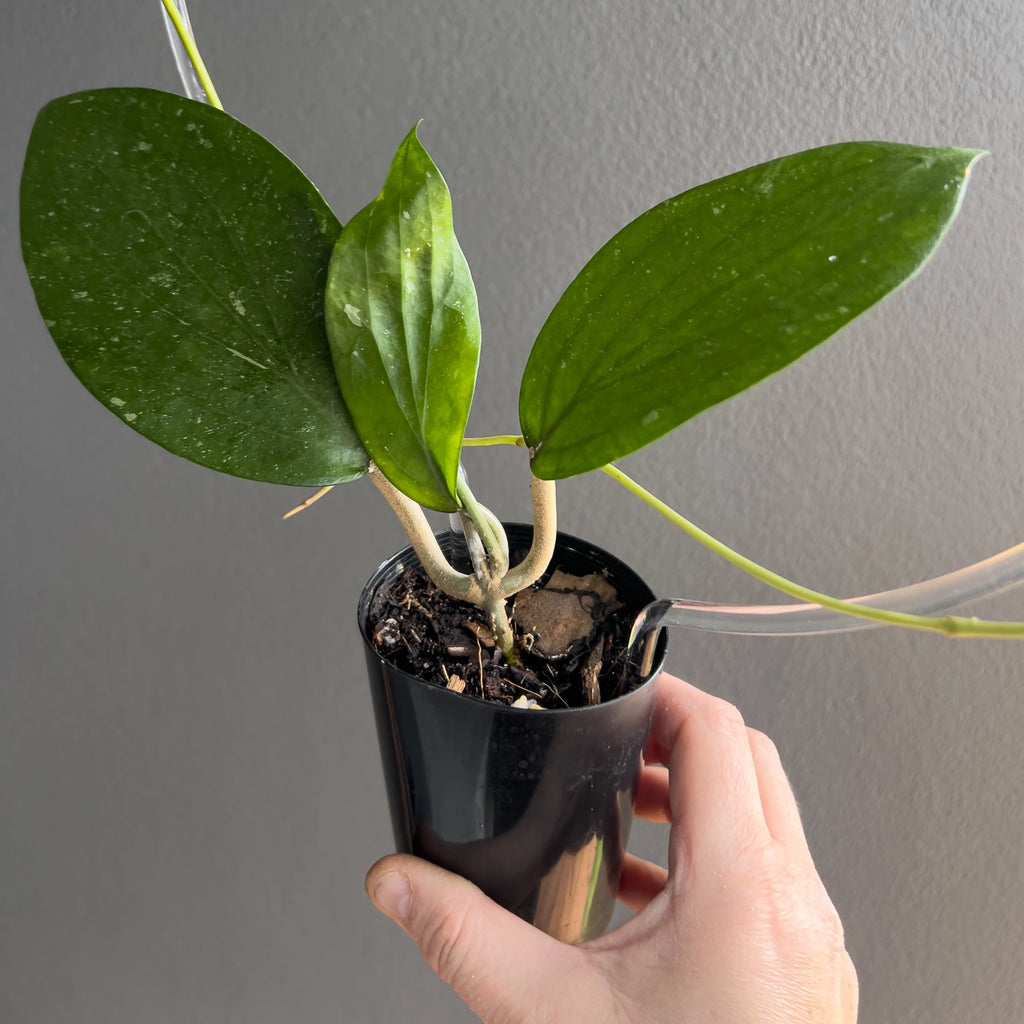 Close view of Hoya cinnamomifolia leaves showing the heavy texture, raised vein pattern and sleek elongated profile.