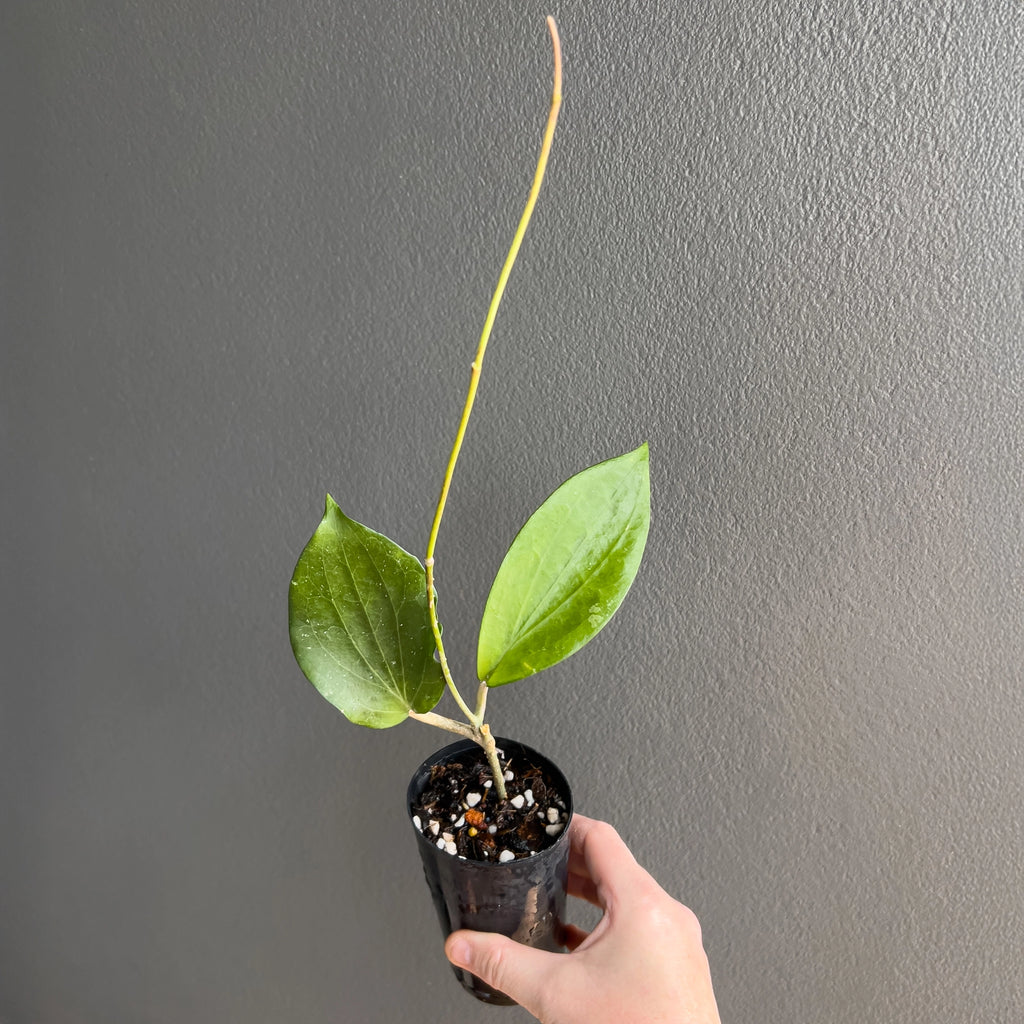 Hoya cinnamomifolia held close to the camera showing the impressive leaf size, raised midrib and smooth glossy surface.