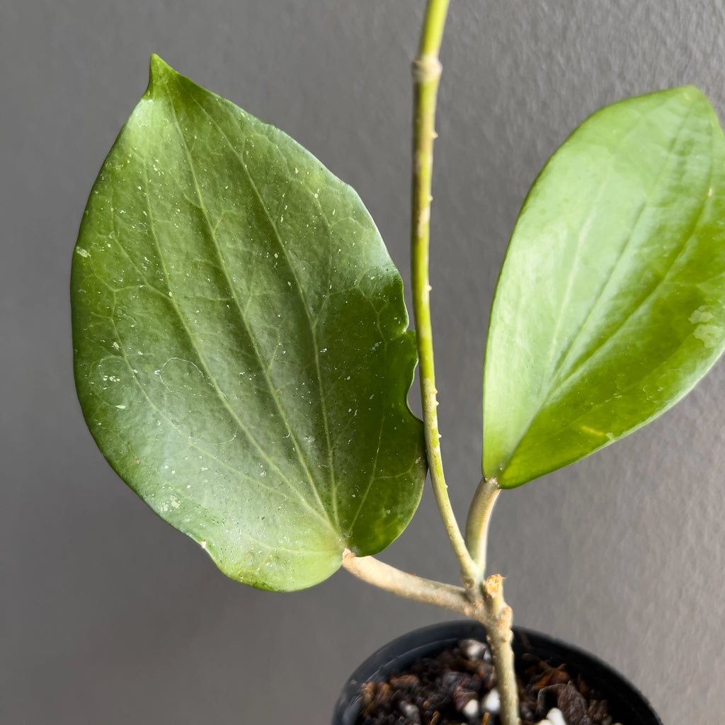 Hand holding a Hoya cinnamomifolia showing the deep green tone, thick leaf body and clearly defined venation.