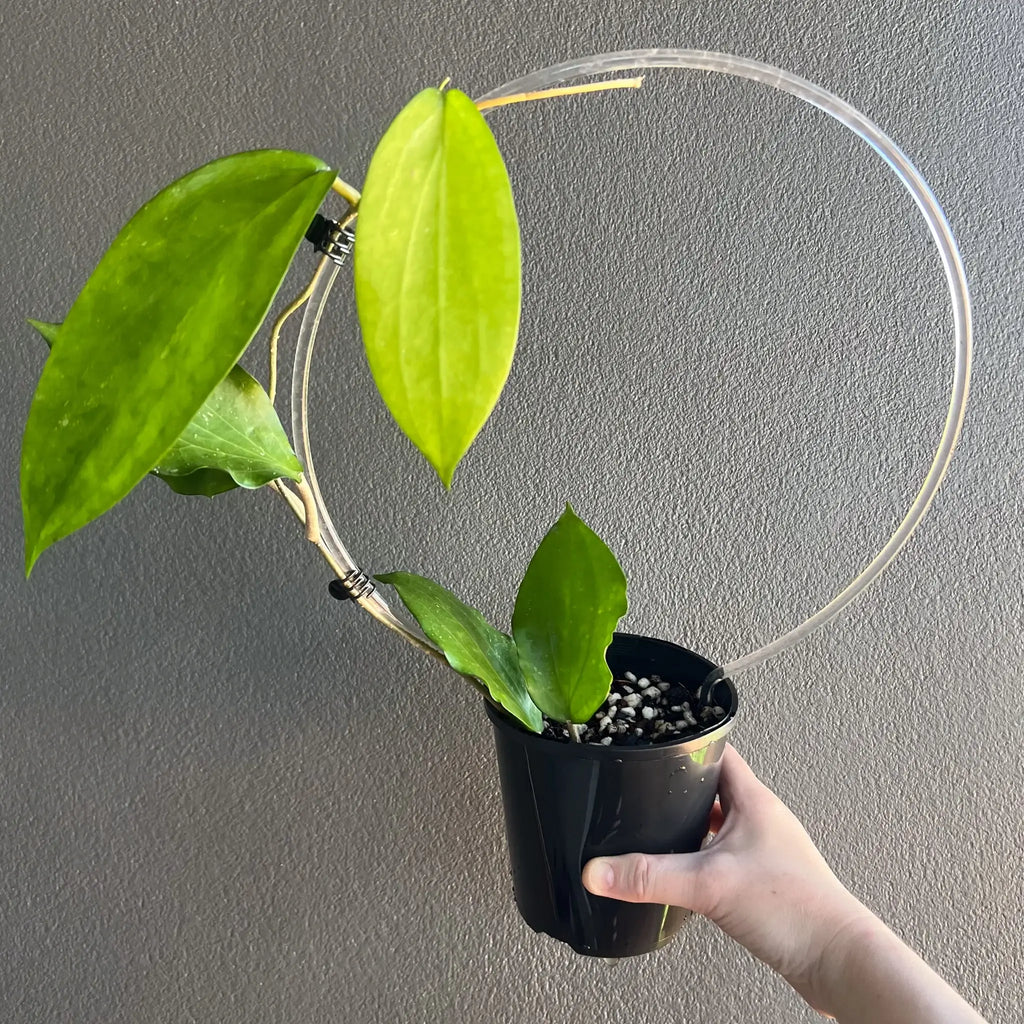 Hoya Cinnamomfolia plant in a black nursery pot, showcasing glossy leaves, rare indoor plant for sale at Chalet Boutique, Australia.