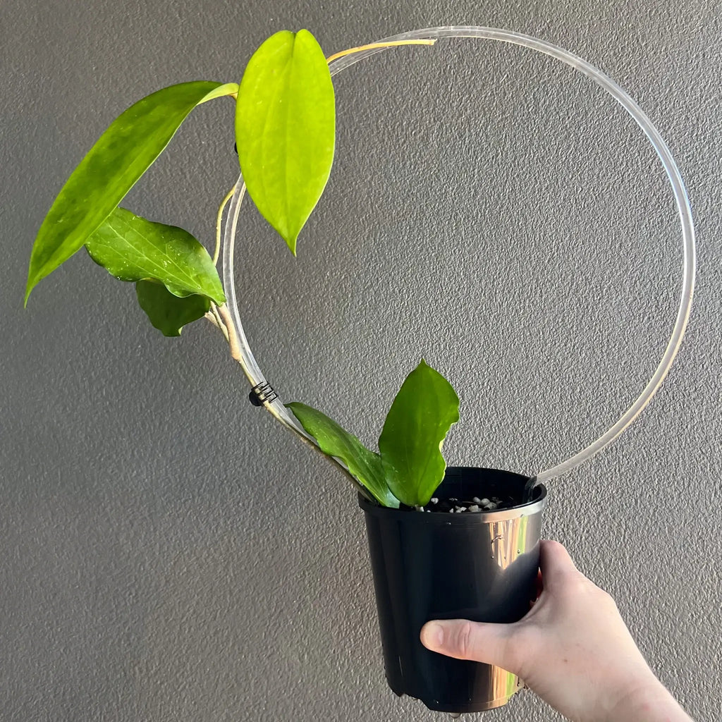Hoya Cinnamomfolia in a black nursery pot showcasing glossy green leaves, perfect for indoor gardens. Chalet Boutique, Australia.