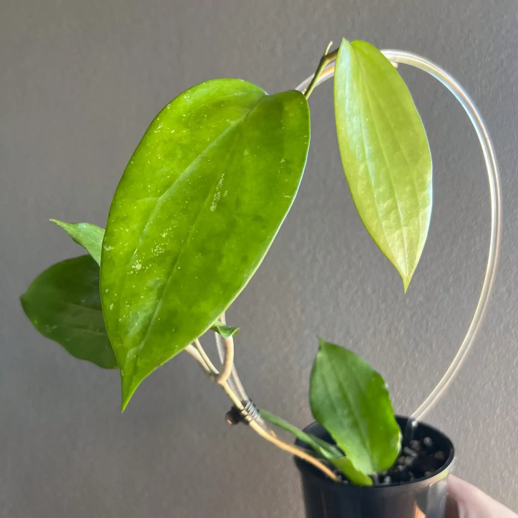 Hoya Cinnamomfolia plant with glossy green leaves in a pot, perfect for indoor gardening. Chalet Boutique, Australia.