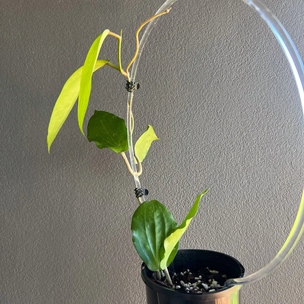 Hoya cinnamomfolia plant in 12cm nursery pot showcasing glossy green leaves, perfect for indoor plant lovers. Chalet Boutique, Australia.