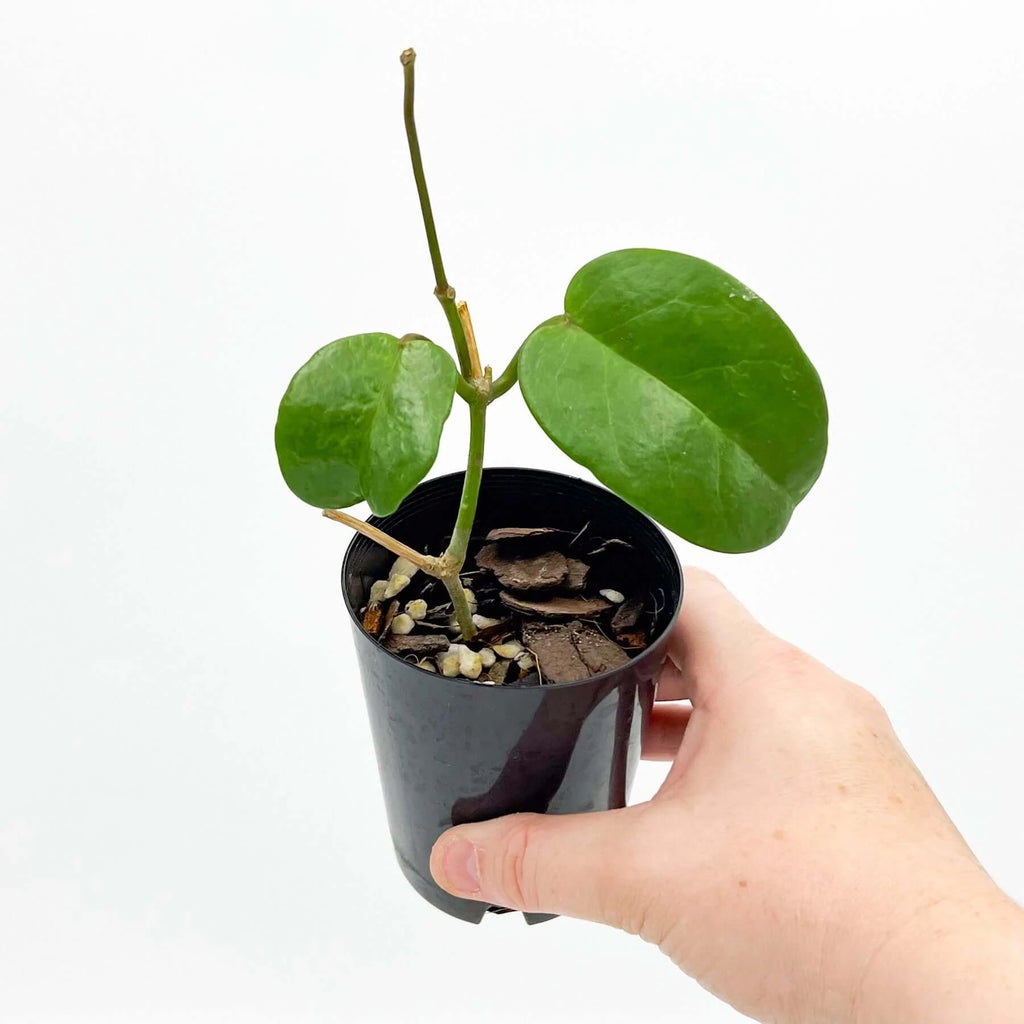 Hoya coriacea | Indoor Plant | Chalet Boutique - Australia