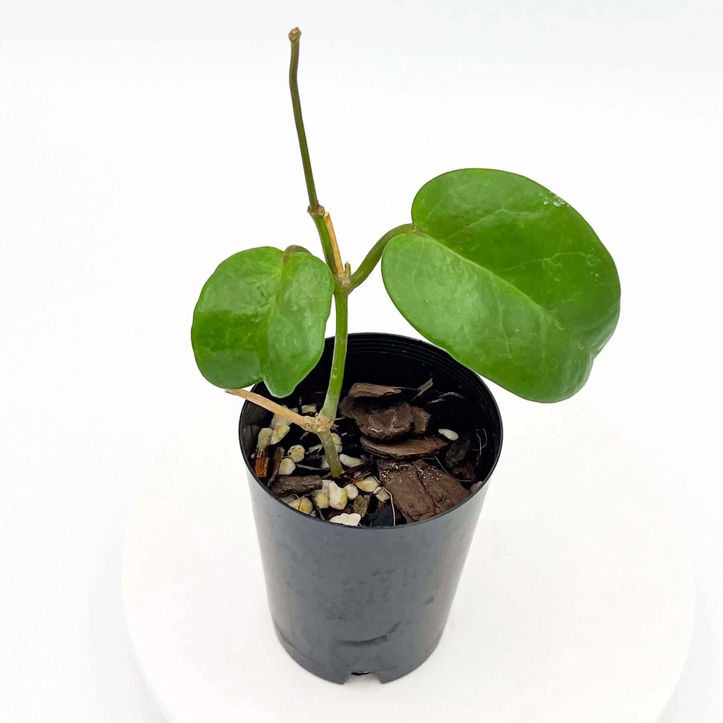 Hoya coriacea | Indoor Plant | Chalet Boutique - Australia
