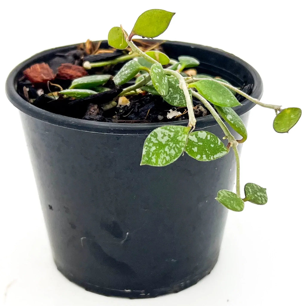 Hoya curtisii in black pot, featuring heart-shaped green leaves with silver speckles, ideal for indoor plants, Chalet Boutique, Australia.