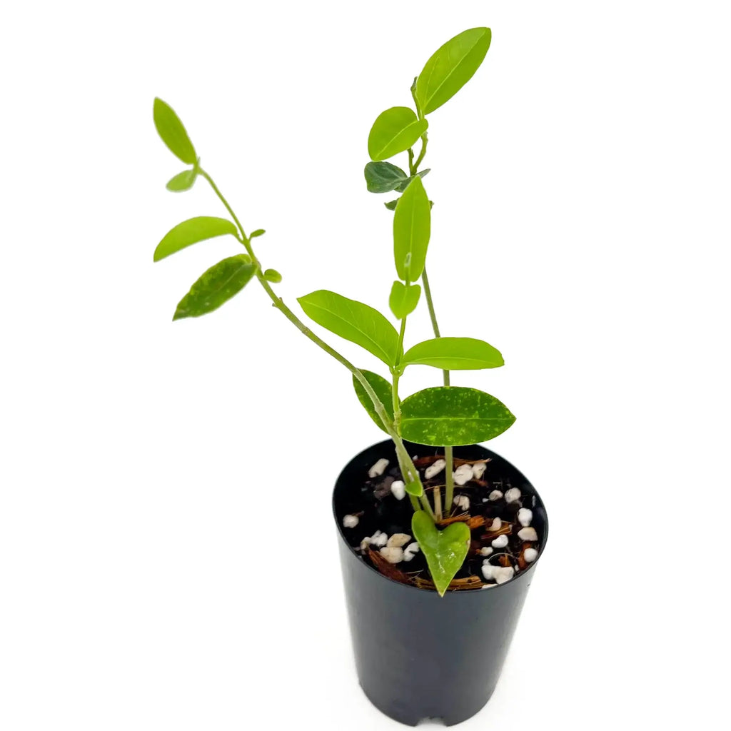 Hoya densifolia in 10cm pot, rare indoor plant with green-yellow star-like blossoms, ideal for shady areas.