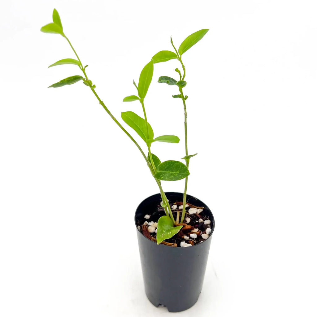 Hoya densifolia in a black pot, featuring green leaves and ready for indoor display or propagation in Australia.