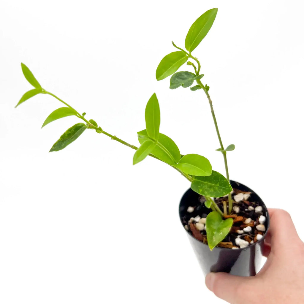 Hoya densifolia in a 10cm pot, showcasing vibrant green-yellow leaves, ideal for rare indoor plants enthusiasts.