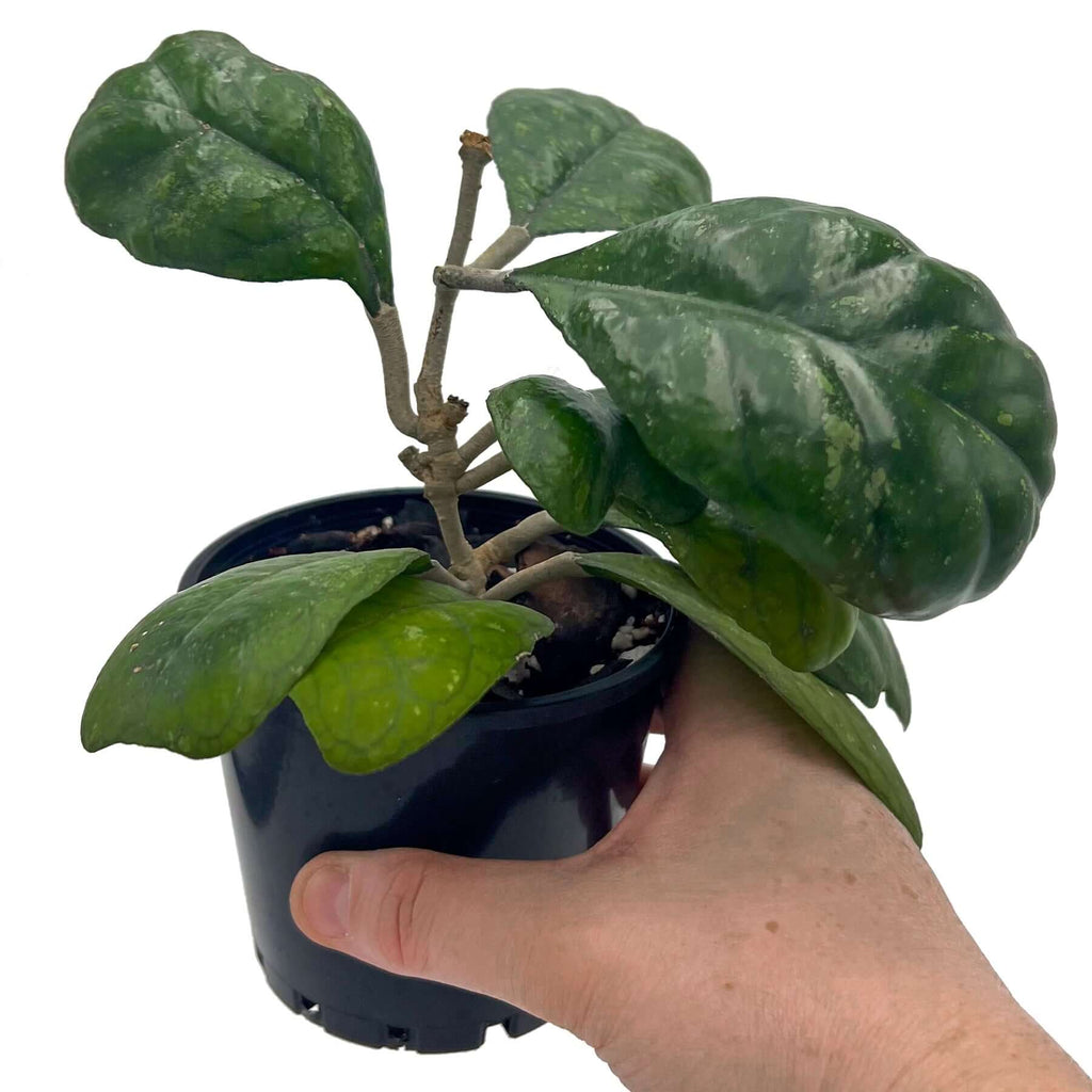 Hoya deykei | Indoor Plant | Chalet Boutique - Australia