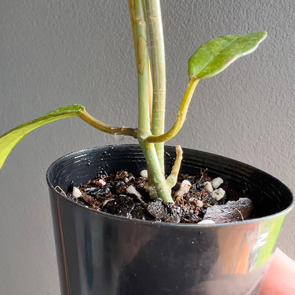 Hoya diversifolia in a black nursery pot with sturdy stems and large pointed leaves set against a neutral background.