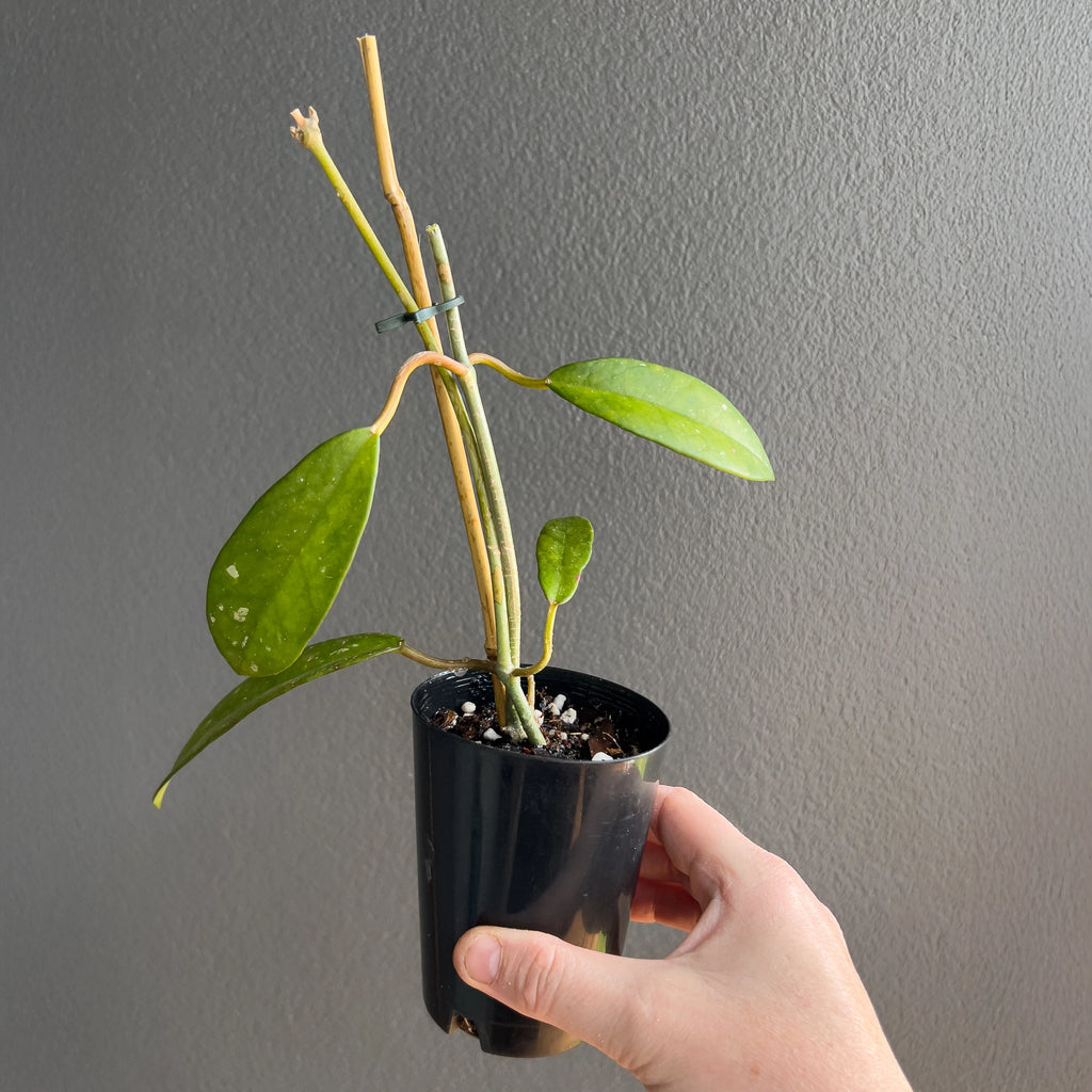 Hand holding a Hoya diversifolia showing smooth elongated leaves with a clean midrib and a soft glossy finish.