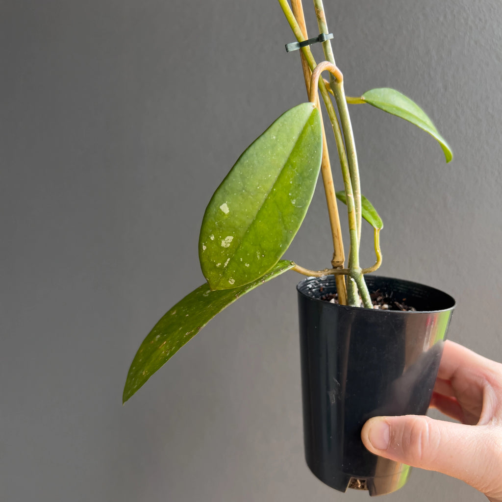 Close view of Hoya diversifolia in hand highlighting the broad tapering foliage, fresh green tone and firm upright vine structure.