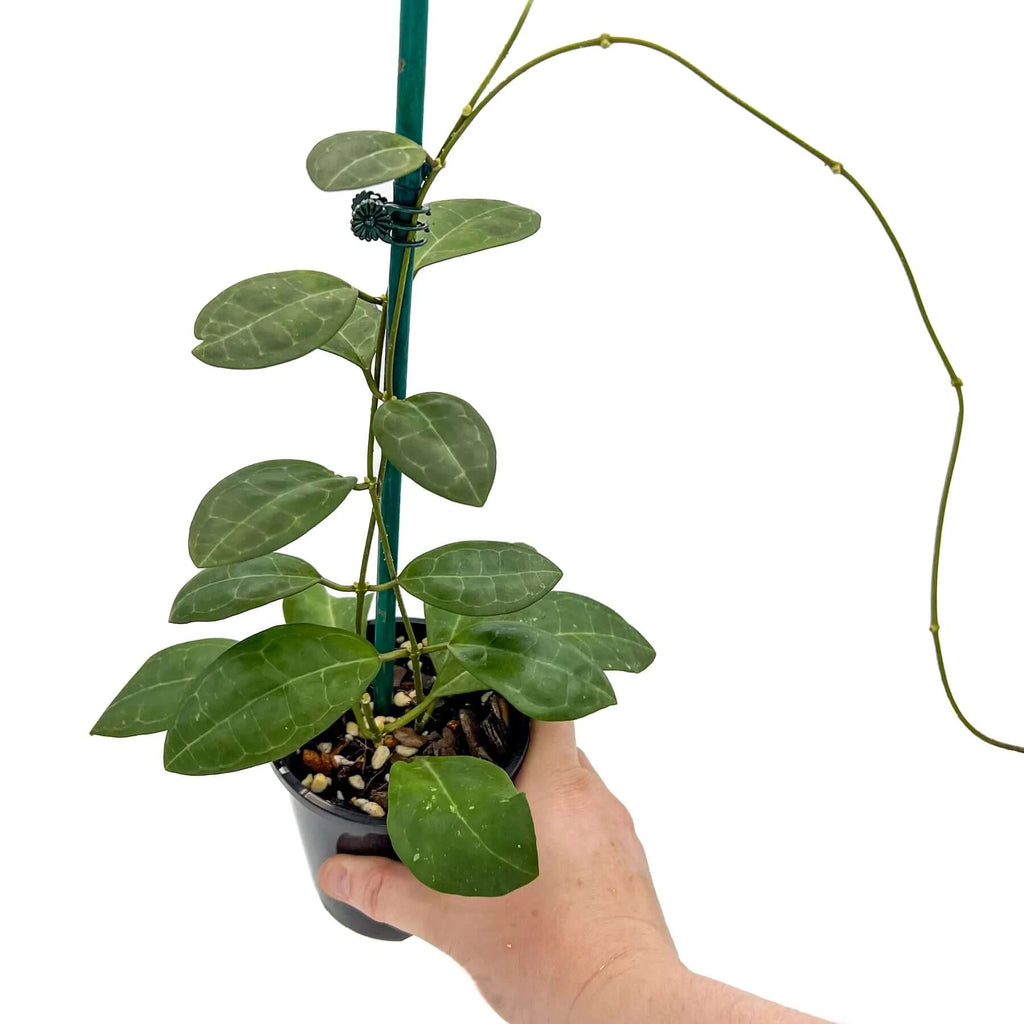 Hoya elliptica Large | Indoor Plant | Chalet Boutique - Australia