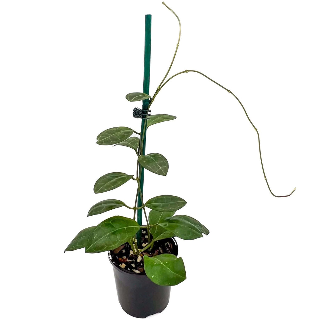 Hoya elliptica Large | Indoor Plant | Chalet Boutique - Australia