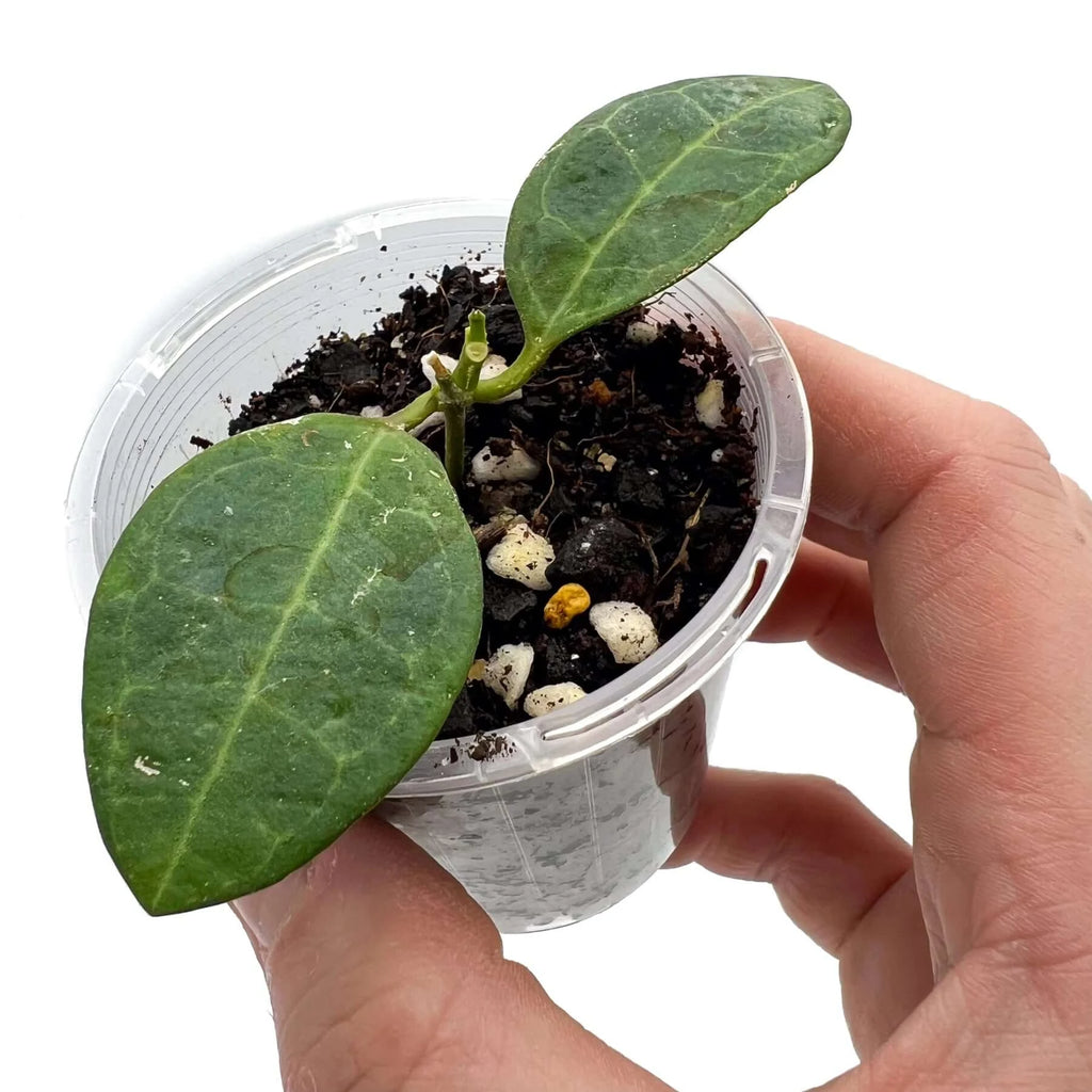 Hoya elliptica | Indoor Plant | Chalet Boutique - Australia