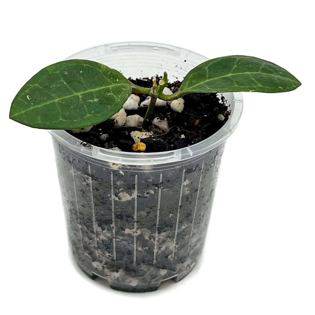 Hoya elliptica | Indoor Plant | Chalet Boutique - Australia