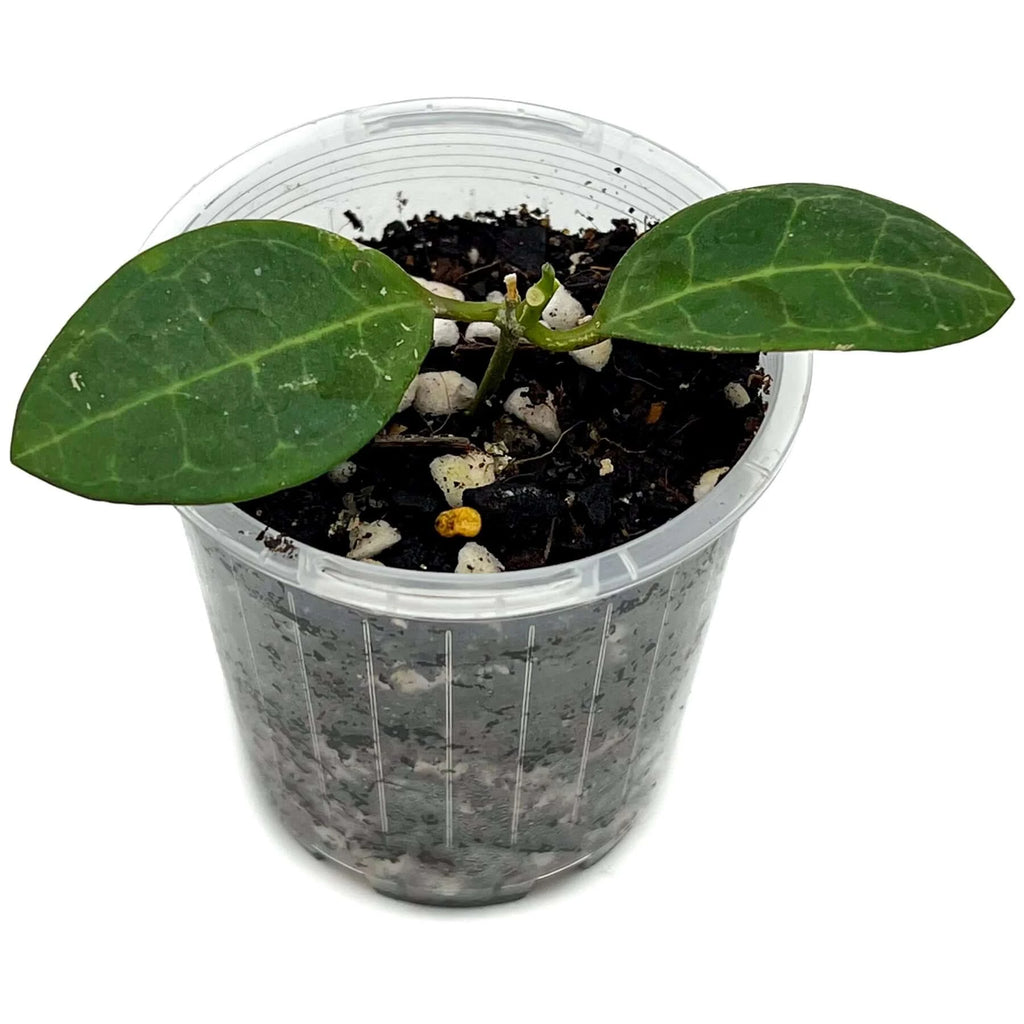 Hoya elliptica | Indoor Plant | Chalet Boutique - Australia