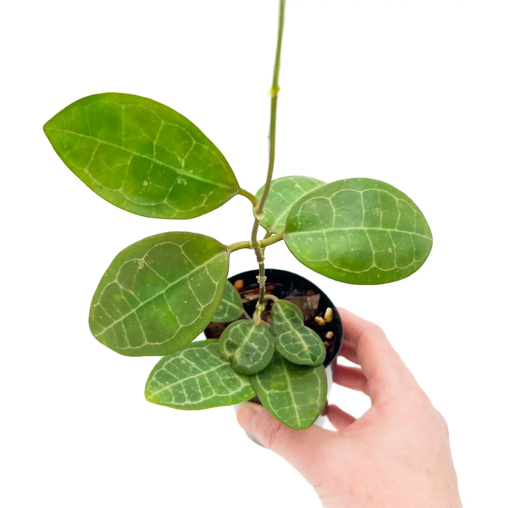 Hoya elliptica Malaysia | Indoor Plant | Chalet Boutique - Australia