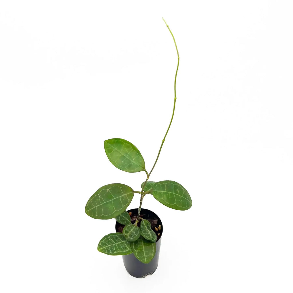 Hoya elliptica Malaysia | Indoor Plant | Chalet Boutique - Australia