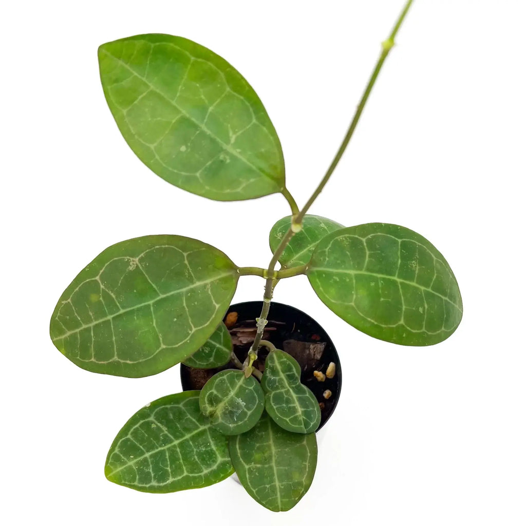 Hoya elliptica Malaysia | Indoor Plant | Chalet Boutique - Australia