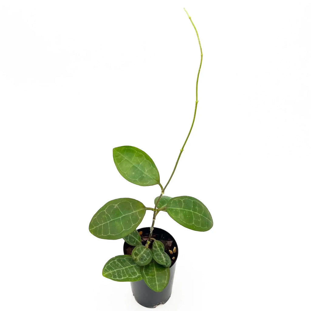 Hoya elliptica Malaysia | Indoor Plant | Chalet Boutique - Australia