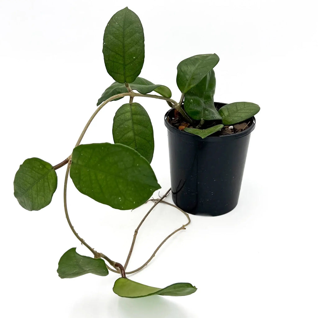 Hoya fungii indoor plant with glossy green leaves in a black nursery pot, ideal for unique houseplants. Chalet Boutique, Australia.