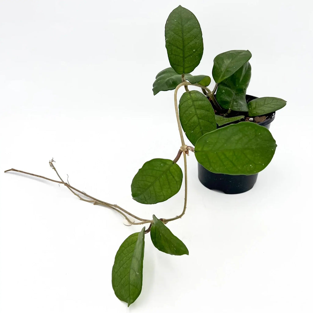 Hoya fungii indoor plant with glossy green leaves in a black pot, perfect for unique houseplants at Chalet Boutique, Australia.