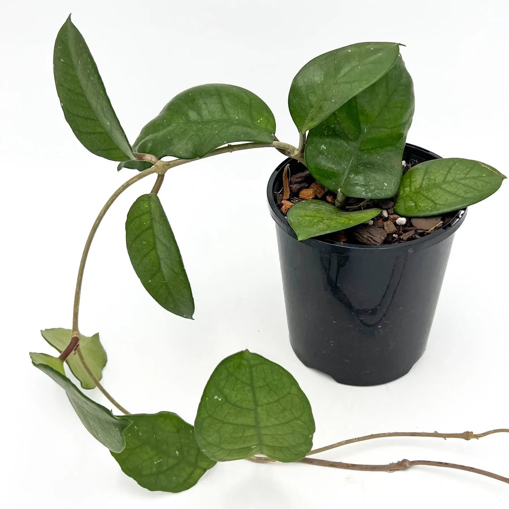 Hoya fungii plant in a black pot, showcasing glossy green leaves and prominent veining, perfect for indoor enthusiasts. Chalet Boutique, Australia.