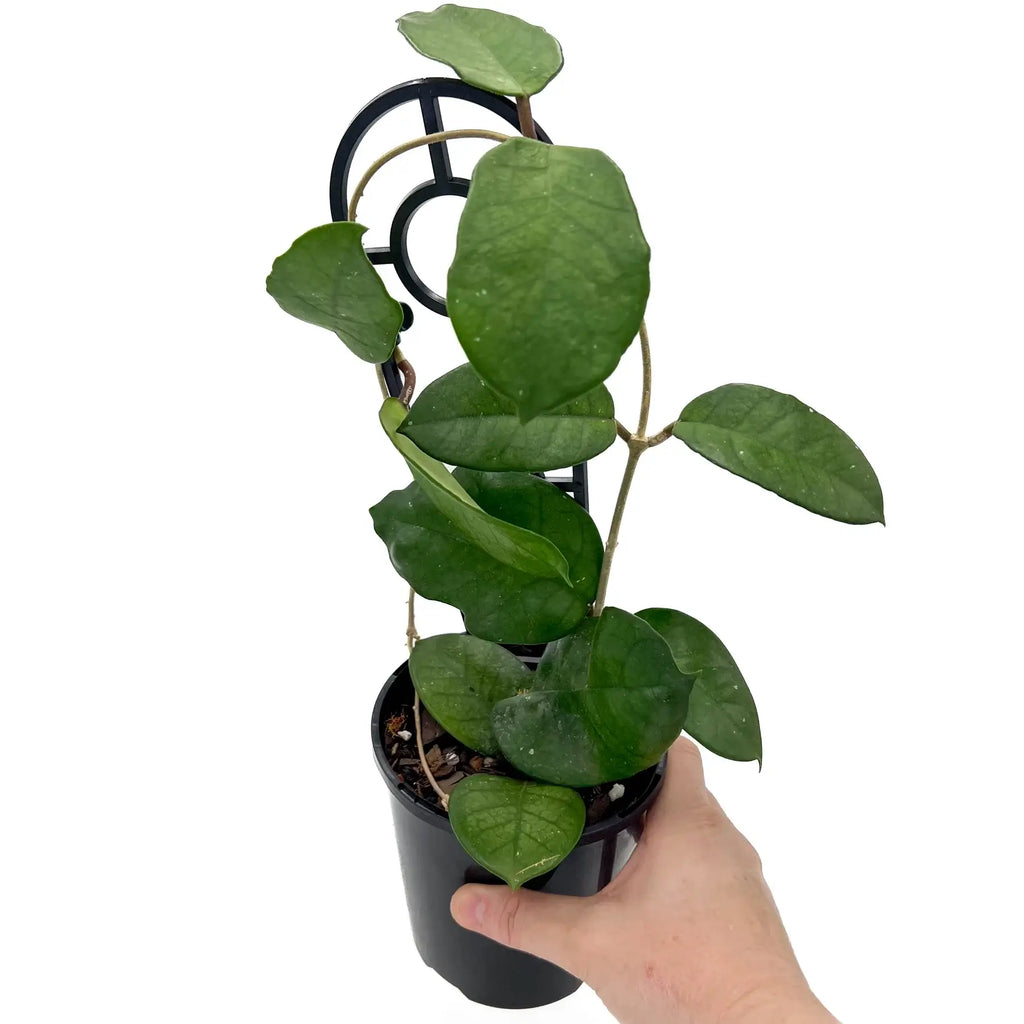 Hand holding a Hoya fungii plant with glossy green leaves, ideal for indoor plant enthusiasts. Chalet Boutique, Australia.