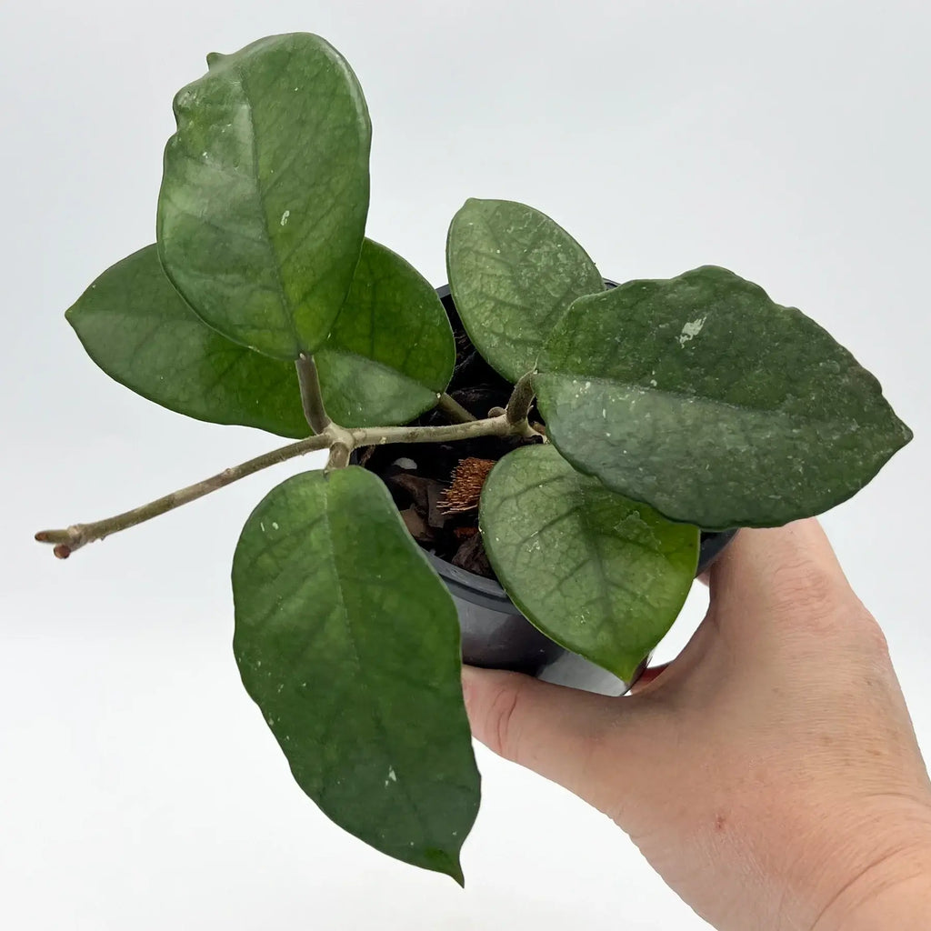 Hoya fungii with glossy deep green leaves in a hand, showcasing its unique indoor plant appeal. Chalet Boutique, Australia.