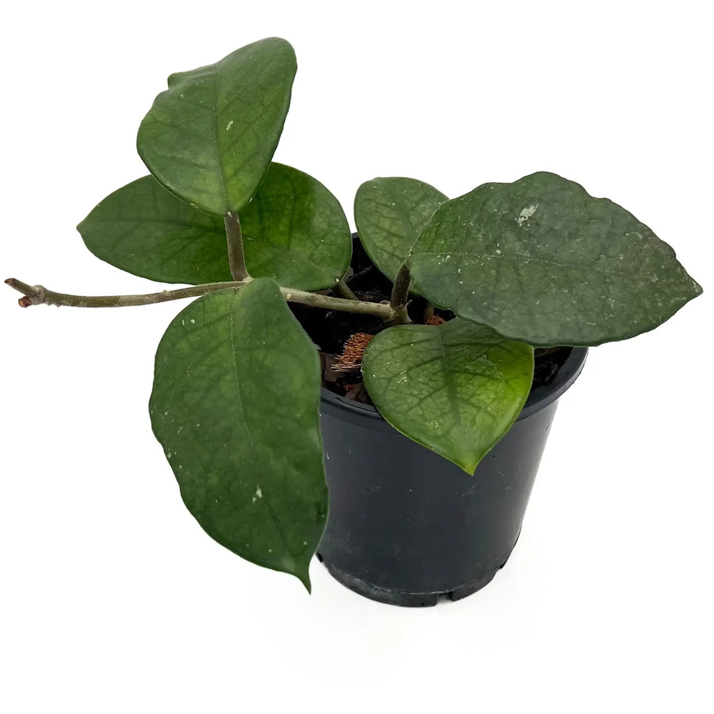 Hoya fungii with deep green, glossy leaves in a black pot showcasing its unique indoor plant features. Chalet Boutique, Australia.