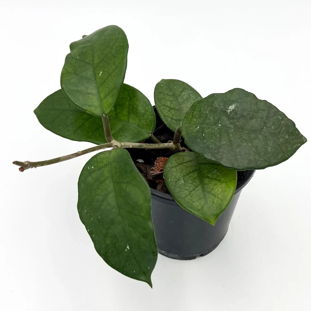 Hoya fungii plant with glossy deep green leaves in a black pot, perfect for indoor spaces. Chalet Boutique, Australia.