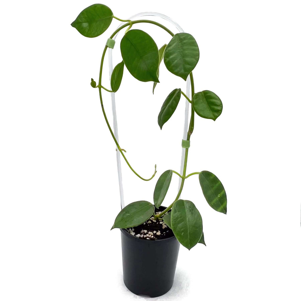 Hoya gigas | Indoor Plant | Chalet Boutique - Australia