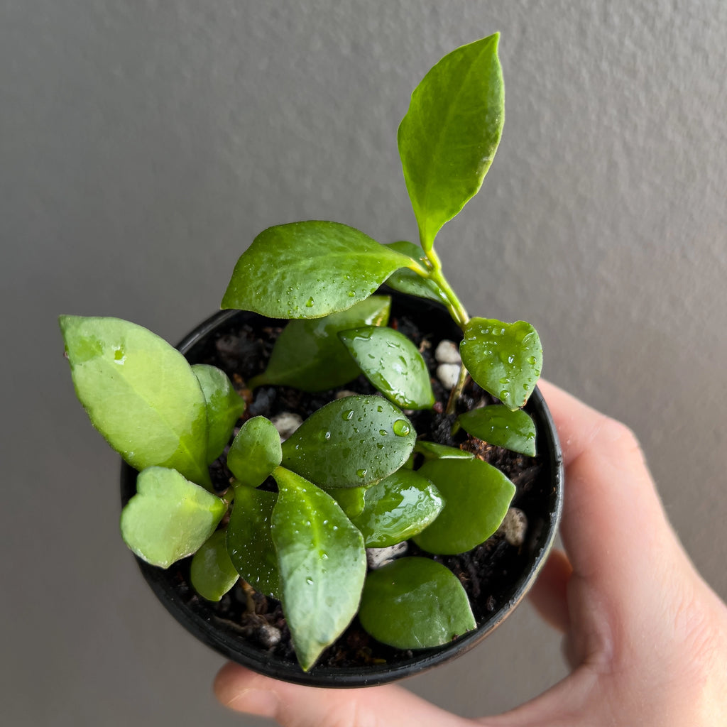 Close view of Hoya heuschkeliana in hand highlighting the tiny firm foliage, gentle midrib and clean bright green tone.