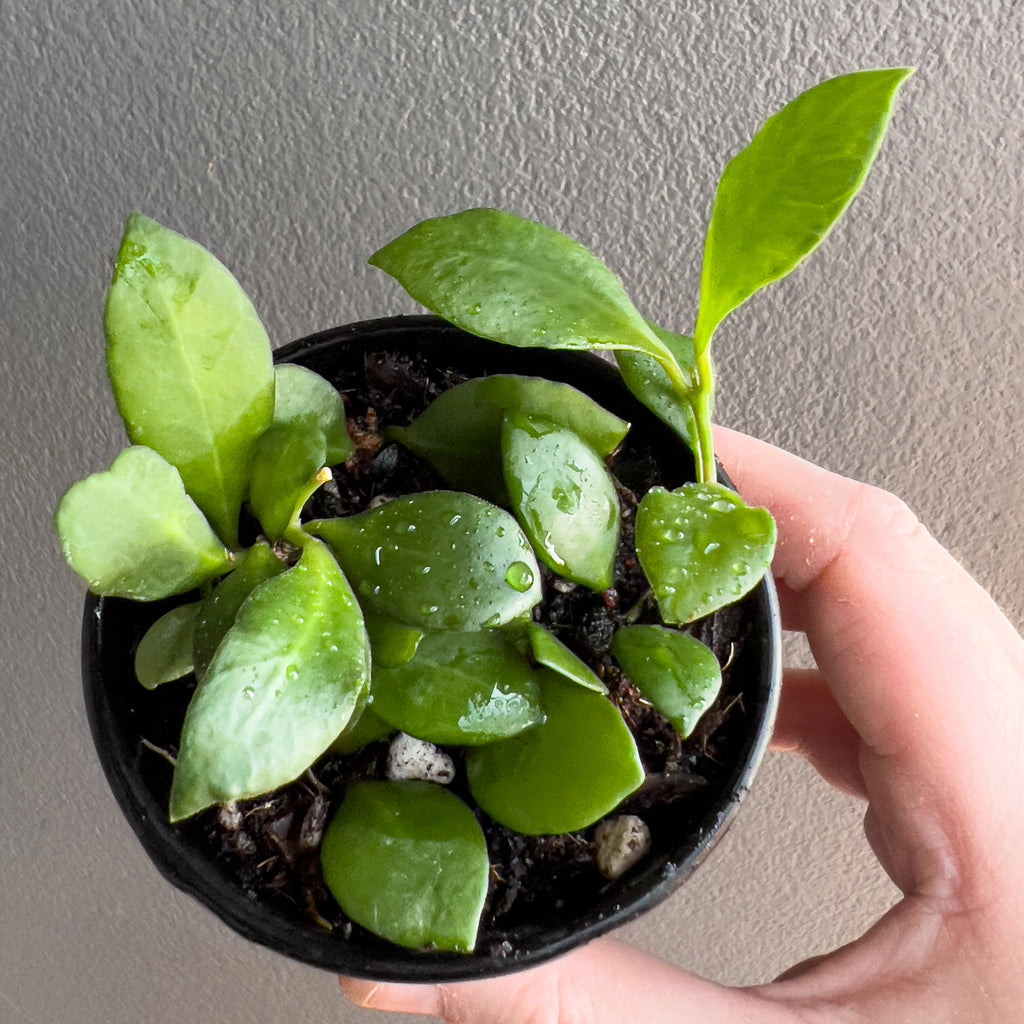 Hoya heuschkeliana in a black nursery pot with fine cascading stems and dense clusters of rounded leaves against a neutral background.