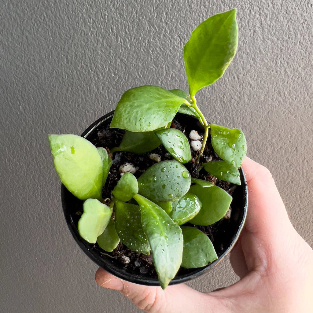 Hand holding a Hoya heuschkeliana showing small oval leaves with a smooth glossy surface and a neat compact trailing habit.