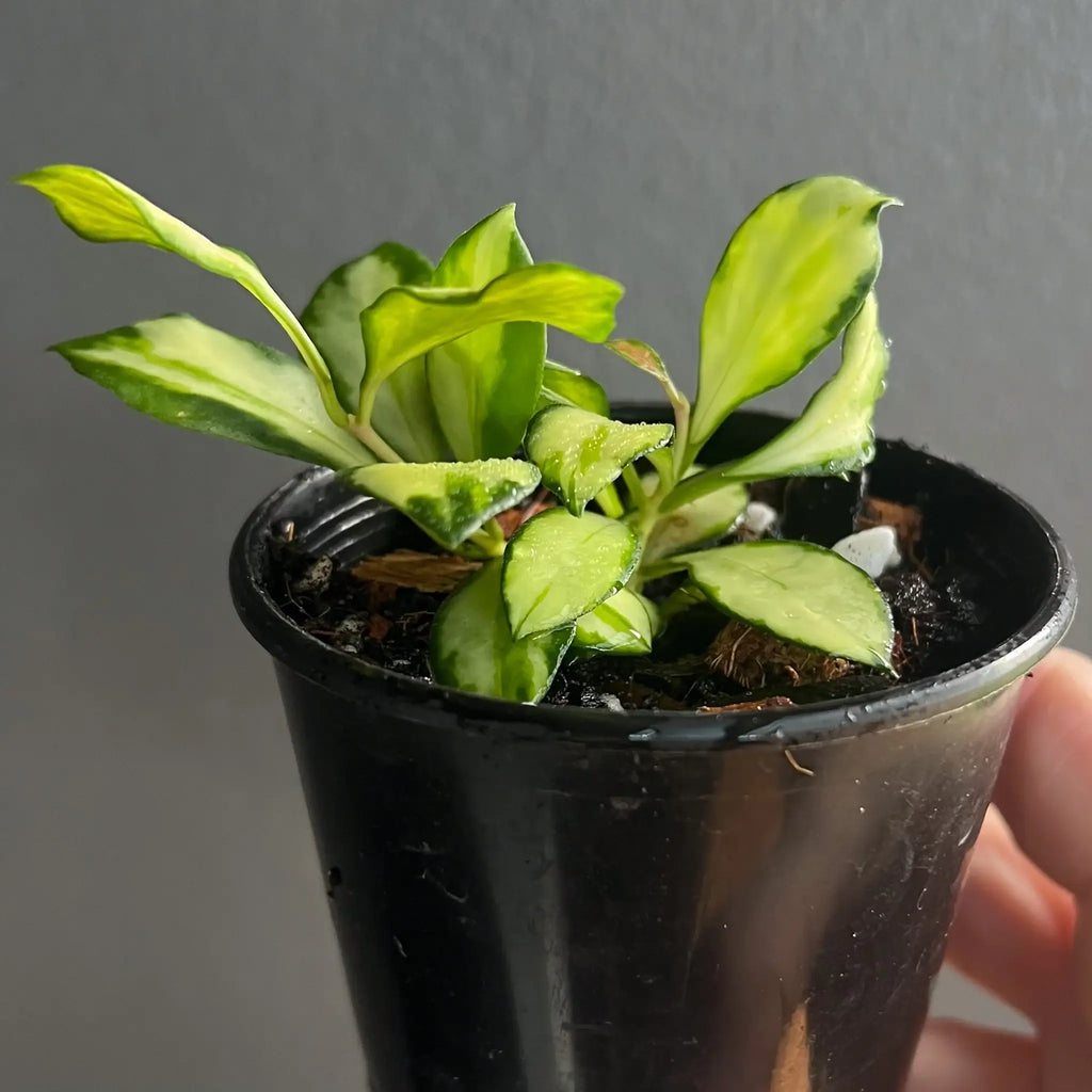 Hoya heuschkeliana Variegata in a black pot showcasing creamy-yellow and green leaves, perfect for indoor plant lovers. Chalet Boutique, Australia.