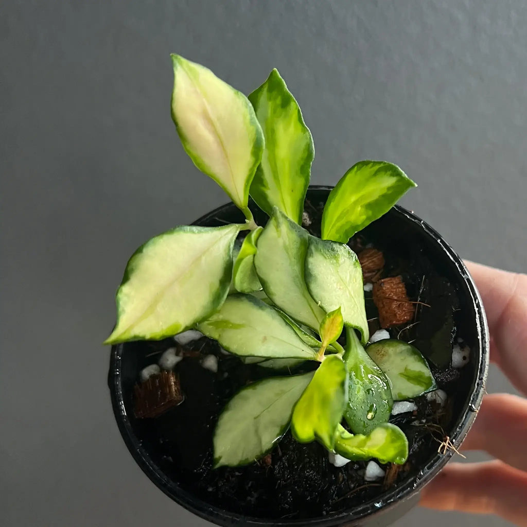 Hoya heuschkeliana Variegata in 8cm pot with creamy-yellow and green leaves, ideal for indoor plants. Chalet Boutique, Australia.