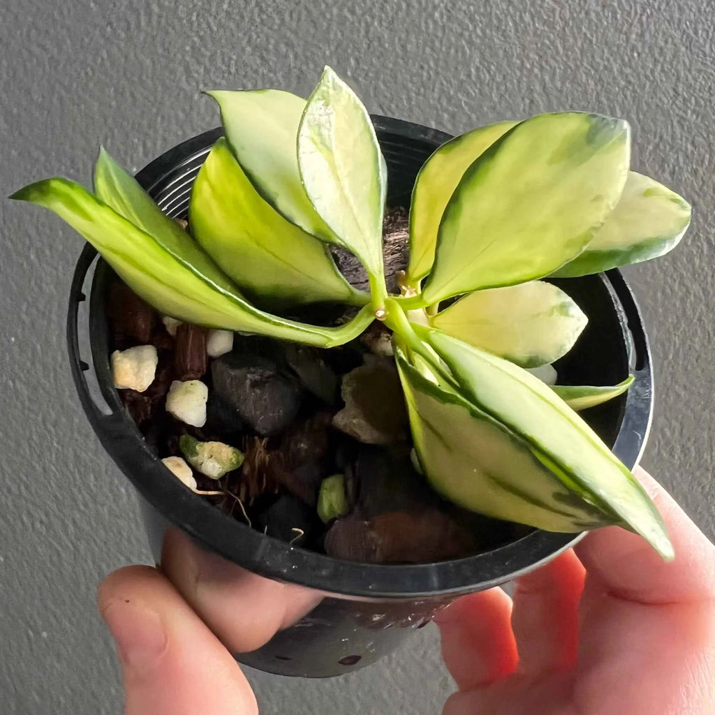 Hoya heuschkeliana Variegata