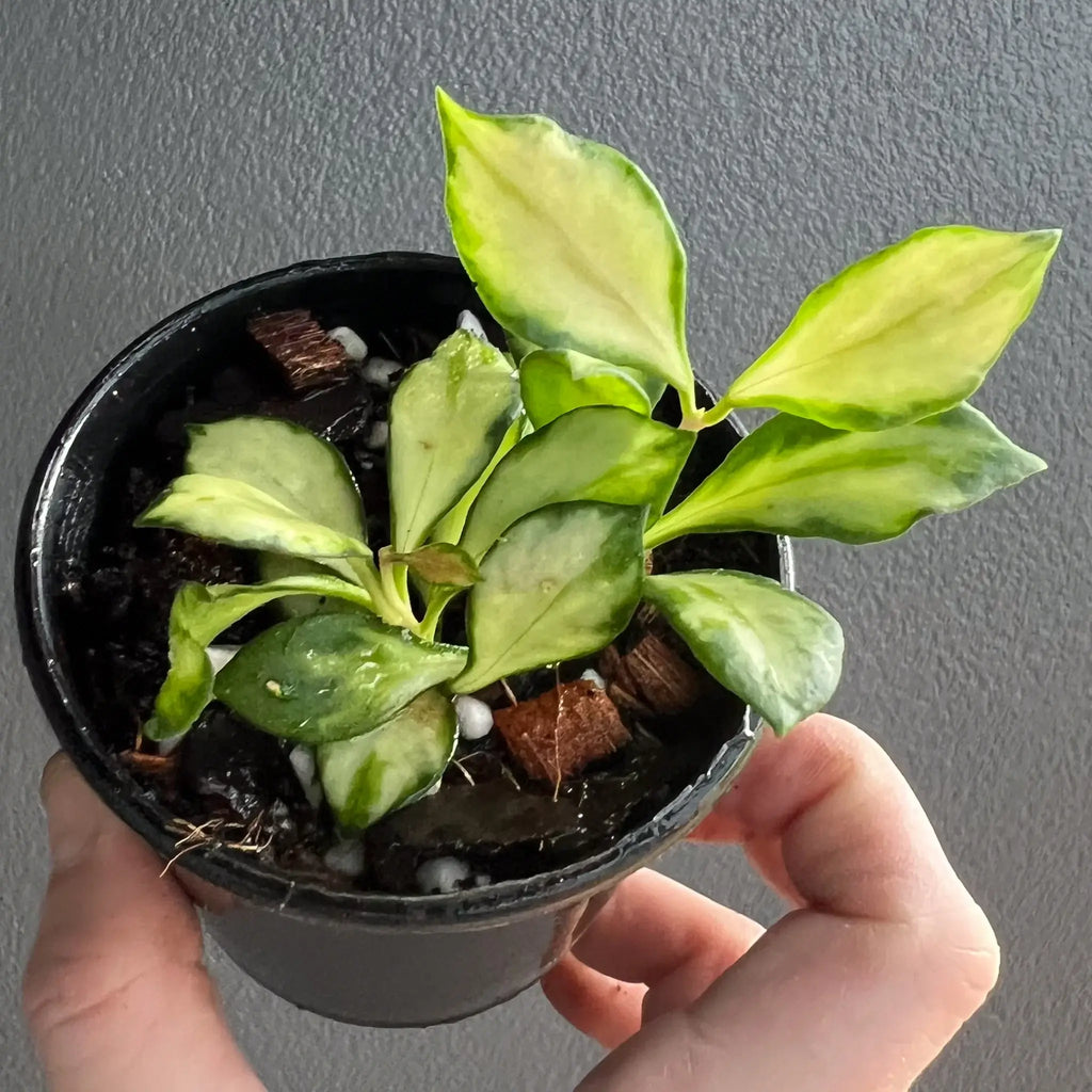 Variegated Hoya heuschkeliana in a black pot, showcasing creamy-yellow leaves with green margins, perfect for indoor gardens. Chalet Boutique, Australia.