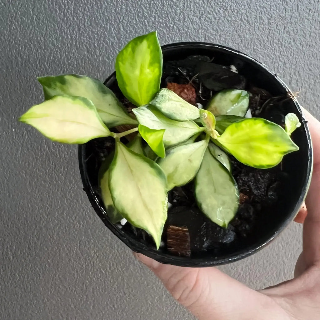 Hoya heuschkeliana Variegata with creamy-yellow leaves in a 8cm pot, perfect for indoor spaces. Chalet Boutique, Australia.